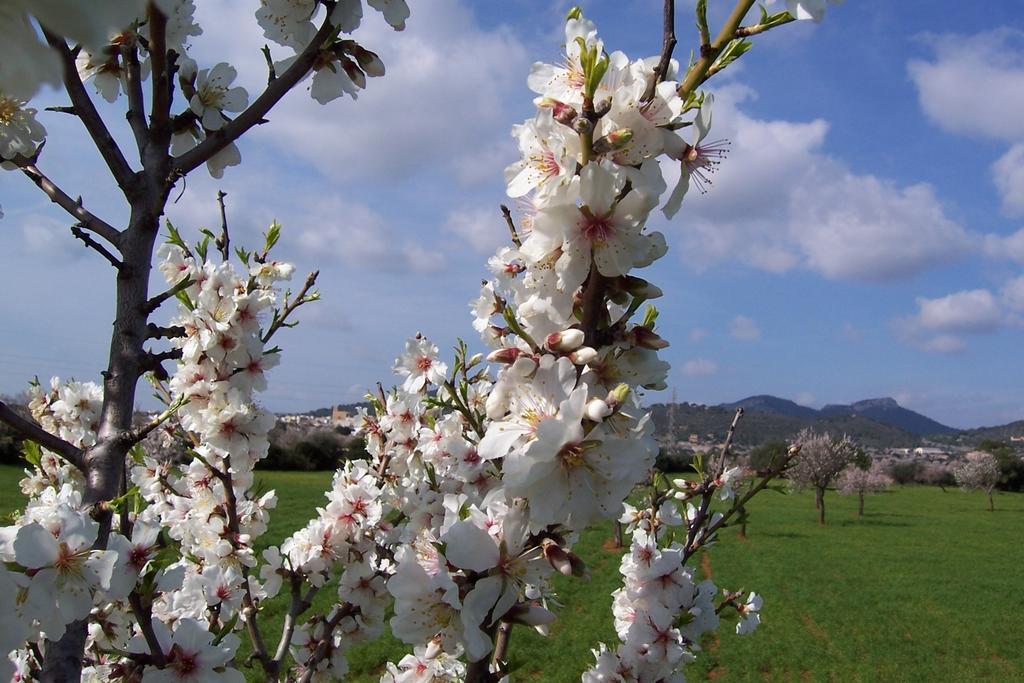 Agroturisme Can Bessol S'Horta Cameră foto